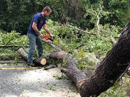 How Our Tree Care Process Works  in Grand Terrace, CA