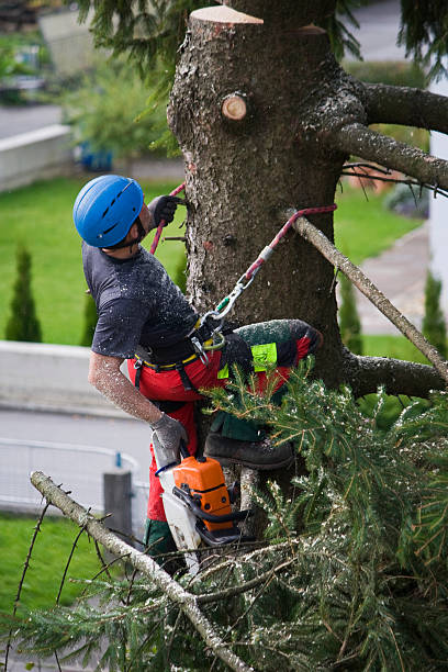 Tree and Shrub Care in Grand Terrace, CA