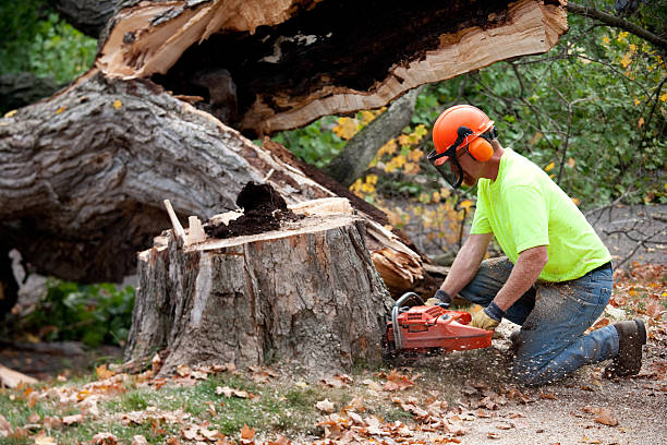 Trusted Grand Terrace, CA Tree Services Experts